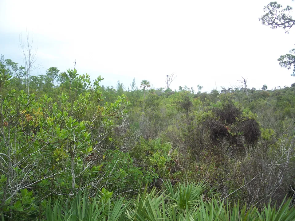 Hobe Sound Real Estate